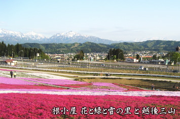 花と緑と雪の里からの越後三山