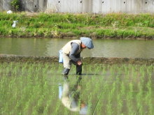 植え直し