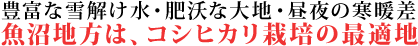 コシヒカリ栽培の最適地とも云われています。